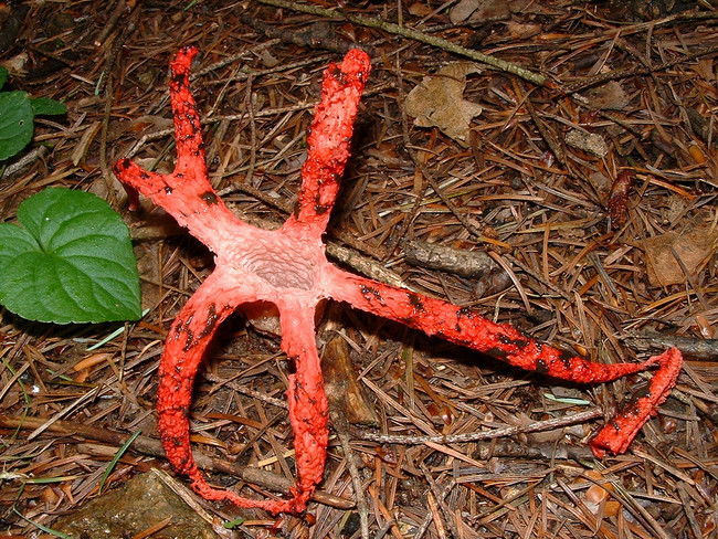 In summary: the Devil's Fingers, which looks like a dismembered zombie hand, is <em>technically</em> not poisonous...but you should still do your best to avoid ingesting it.