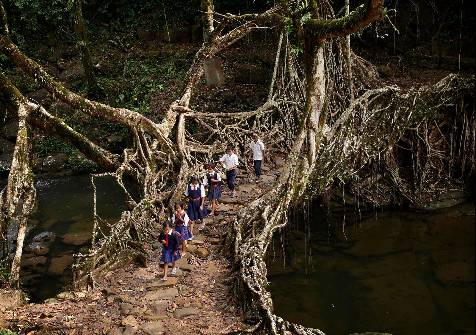Students travel through a forest and across a tree root bridge to get to class in India.