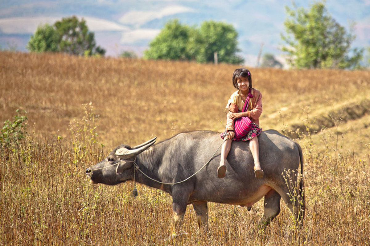 Who needs a bus when you have a bull? This little girl rides a bull in Myanmar.