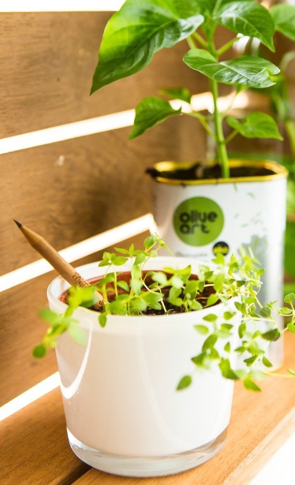 These pencils that grow into plants ($18).