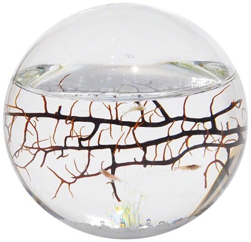 This enclosed and self-sustaining ecosphere ($33).