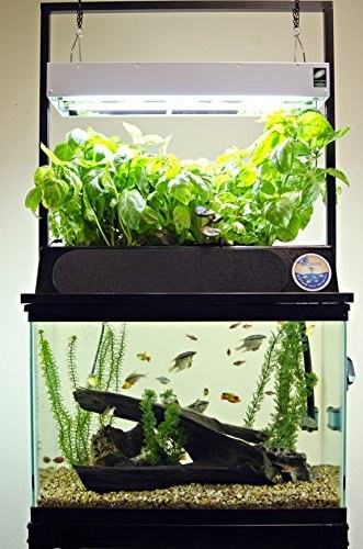This aquarium that also feeds your plants ($250).