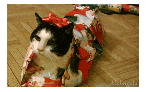 gift cat christmas present christmas animals