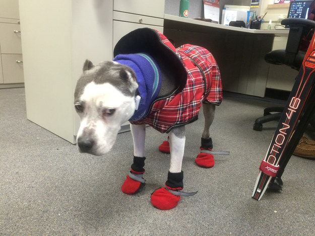 When this dog was truly unhappy with the cold temperatures.