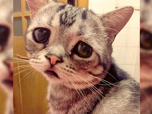 Meet Luhu, the cat with the saddest face on on the planet.