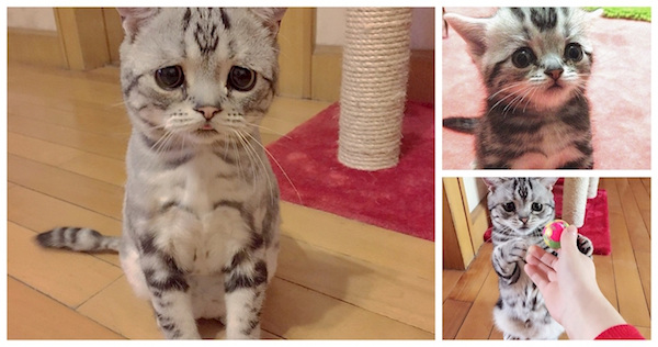 Luhu's melancholy facial expression has won him a staggering 76,000 Instagram followers. Despite his morose stare, his owner insists he's actually "very friendly."