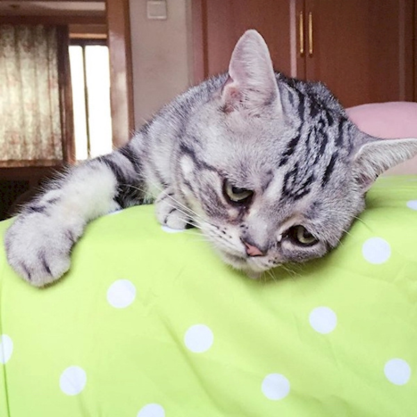 f8209695 8702 4631 bda2 f26535eae851 tablet Meet Luhu, the worlds saddest looking cat (6 Photos)