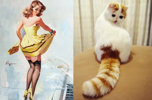 Cats that look like pinup dolls
