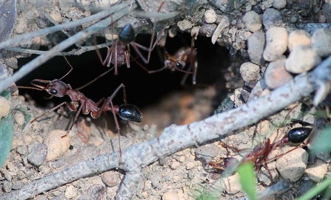 Species of <i>Myrmecia</i> ants (also known as bull ants) are actually fairly common throughout the coastal areas of Australia, which isn't necessarily a good thing for humans.