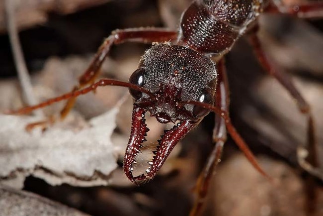 Most <i>Myrmecia</i> species have unusually large mandibles and are capable of delivering painful stings if you get too close to them or their nests.