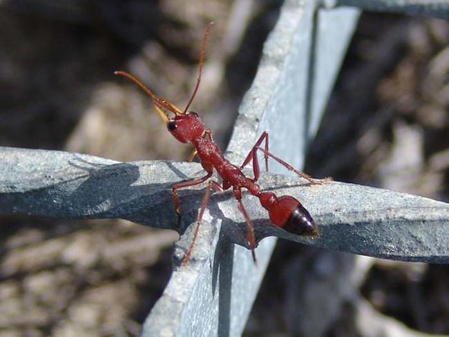 These ants also do something very odd when they're cut in two: the two halves fight each other.