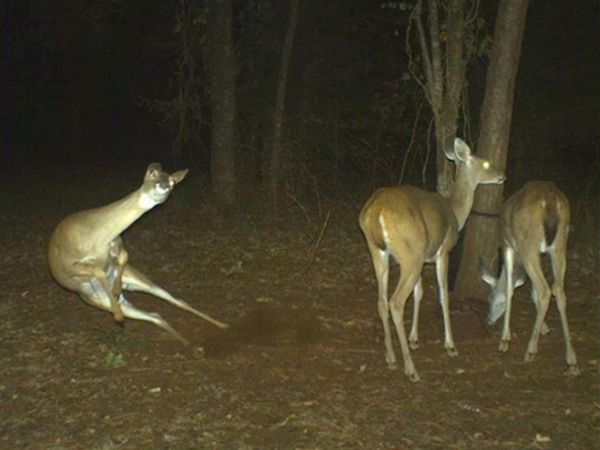 If you've ever owned a trail cam, you know that looking at the pictures can be pretty entertaining. It's awesome to see wildlife in their most candid moments and sometimes those moments are just pure internet gold.