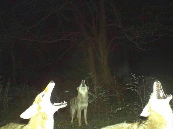 wolves The strangest things show up on the trail cam (20 Photos)
