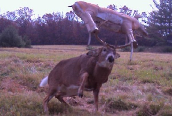  The strangest things show up on the trail cam (20 Photos)