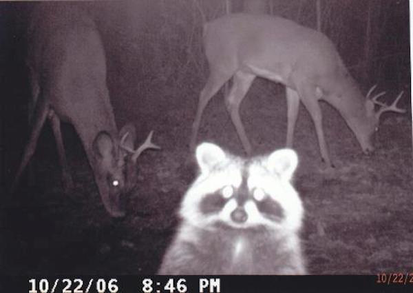 06 trail cam animals funny when humans arent around The strangest things show up on the trail cam (20 Photos)