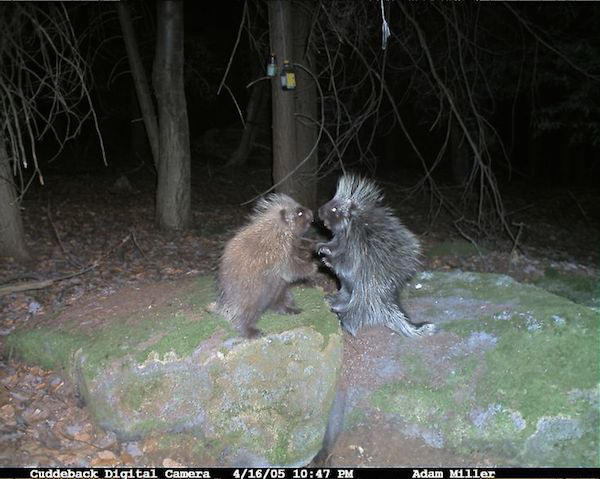 07 trail cam animals funny when humans arent around The strangest things show up on the trail cam (20 Photos)