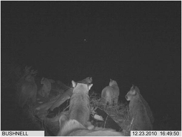 08 trail cam animals funny when humans arent around The strangest things show up on the trail cam (20 Photos)