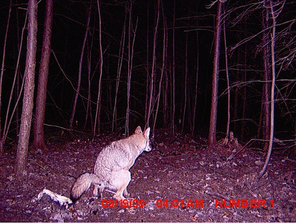  The strangest things show up on the trail cam (20 Photos)