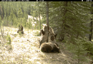 01 trail cam animals funny when humans arent around2 The strangest things show up on the trail cam (20 Photos)