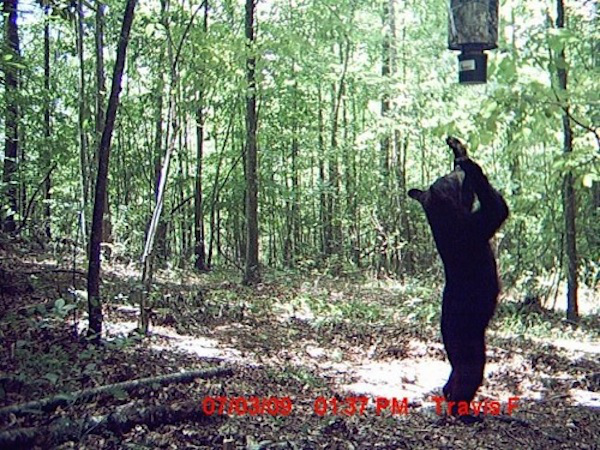 13 trail cam animals funny when humans arent around The strangest things show up on the trail cam (20 Photos)