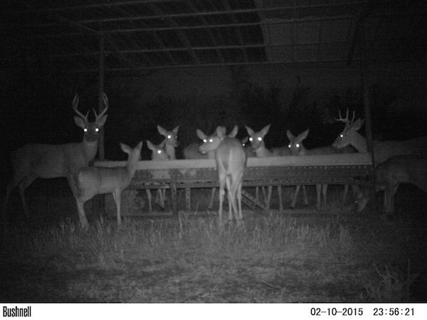 15 trail cam animals funny when humans arent around The strangest things show up on the trail cam (20 Photos)