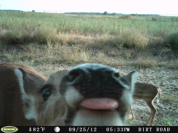 16 trail cam animals funny when humans arent around The strangest things show up on the trail cam (20 Photos)