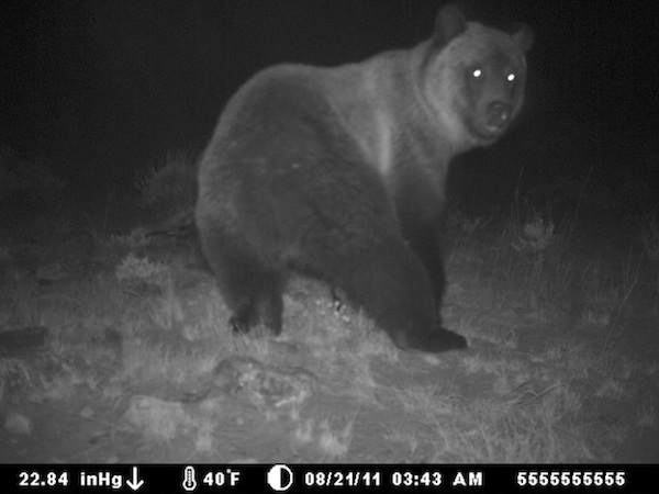 18 trail cam animals funny when humans arent around The strangest things show up on the trail cam (20 Photos)