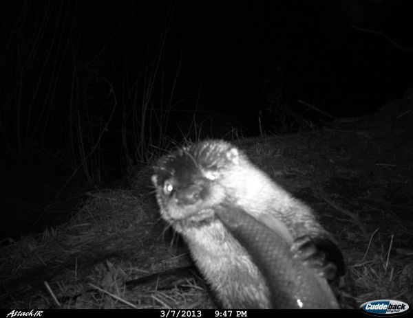 19 trail cam animals funny when humans arent around The strangest things show up on the trail cam (20 Photos)