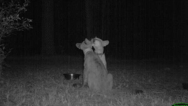 20 trail cam animals funny when humans arent around The strangest things show up on the trail cam (20 Photos)