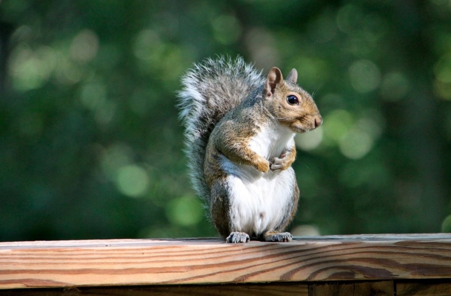 Iran arrested 14 squirrels for spying in 2007, believing they had been outfitted with surveillance equipment.