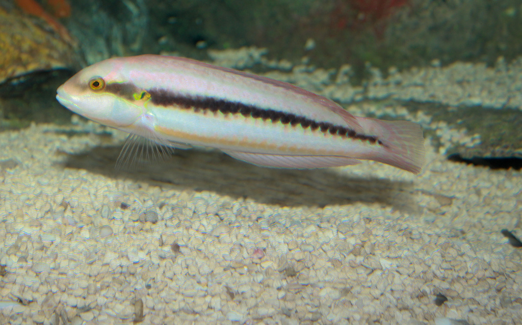 There's a species of fish that's actually called the "Slippery Dick".