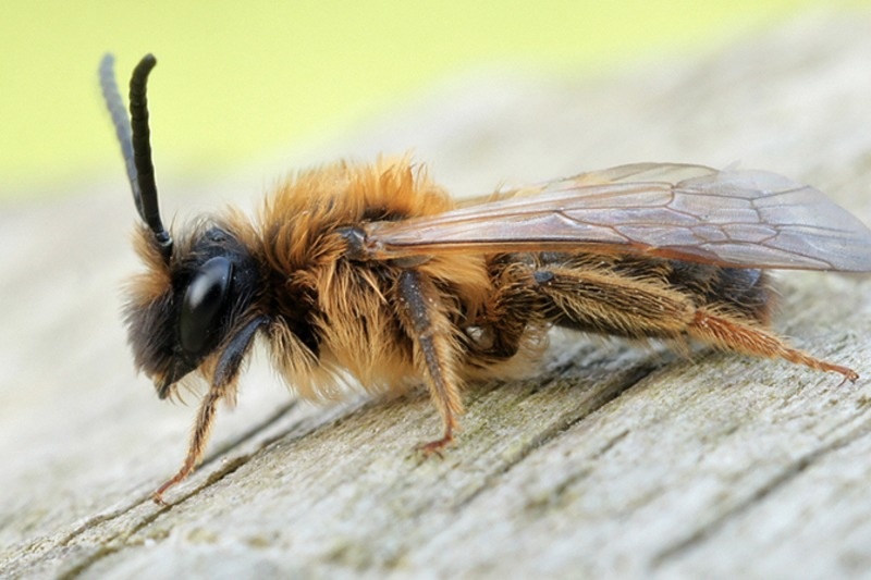 Male bees die right after having sex.