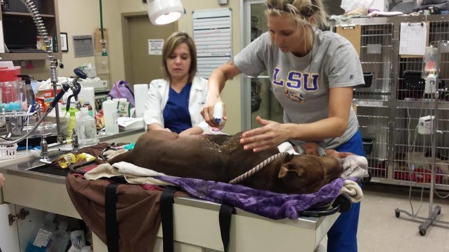 They immediately began treating his wound and prepping him for surgery.
