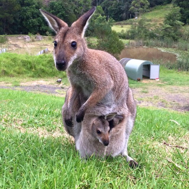 Two years ago I raised an orphaned wallaby. Now she brings her own joey home to visit me.