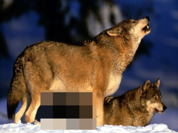 unnecessary censorship funny 10 Completely unnecessary censorship is just wrong (28 Photos)