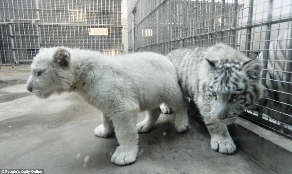 New: A pair of five-month-old white tiger cubs are due to be unveiled to the public for the first time in Qingdao, north-east China, tomorrow