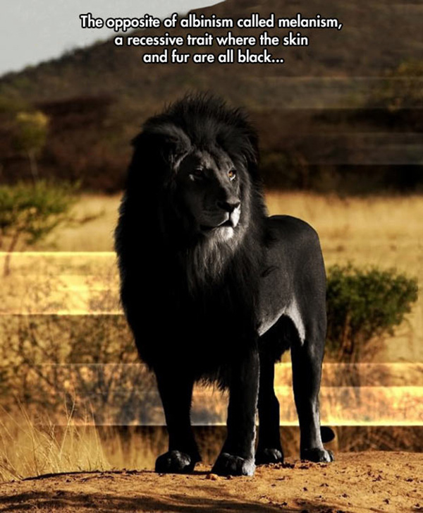 funny lion melanism black skin Animals that dont suck (37 Photos)