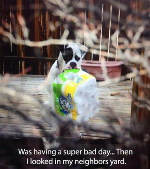 animals funny awesome thechive 20 Animals that dont suck (37 Photos)