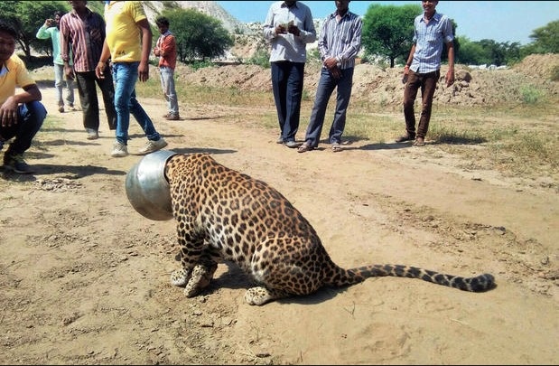 A headless leopard? 