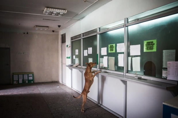 A curious dog in a deserted building? 