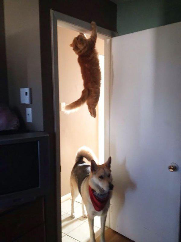 funny awesome animals amusing pets 22 Most memorable animals of 2015 (71 Photos)