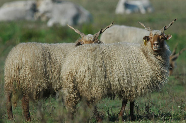 These sheep invented the crimp style. 