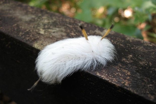A caterpillar that has HEALTHY white hair. 