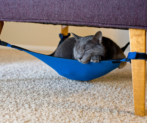 This cat hammock.
