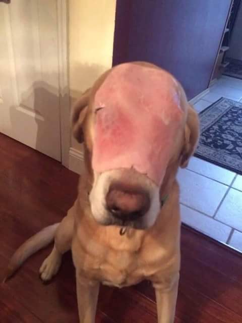 "This poor dog was badly burned and disfigured trying to save his family from a house fire," Roseman wrote in the caption. "One like = one prayer, one share = ten prayers."