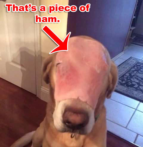 It's actually a photo of a dog with ham on its face.