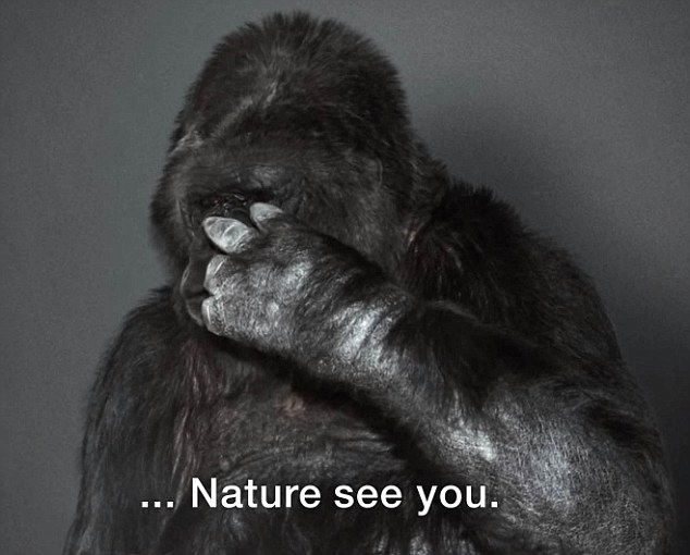 One of us: Koko has lived at The Gorilla Foundation in California since 1979, immersed in human company
