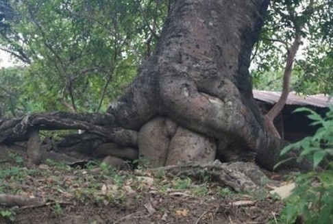 Even the trees get a little dirty sometime.