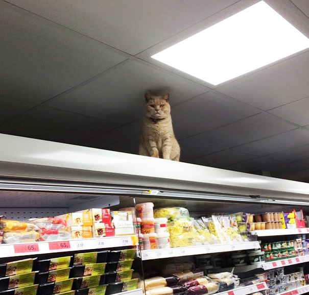 supermarket-sainsburys-cat-olly-oliver-brockley-london-15