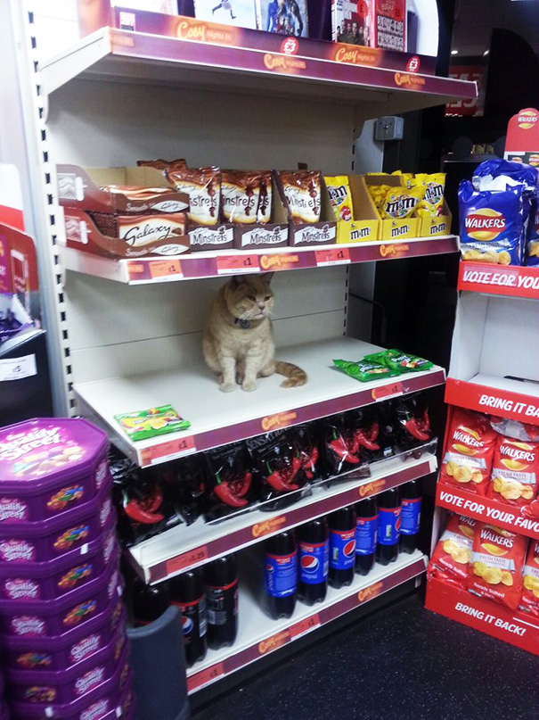 supermarket-sainsburys-cat-olly-oliver-brockley-london-7